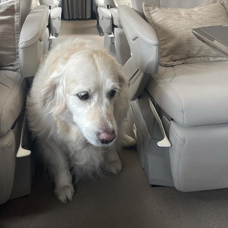 Cachorro em vôo particular na empresa de aviação executiva Amaro Aviation.